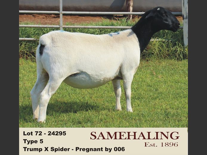 24295-330 | SAMEHALING DORPERS