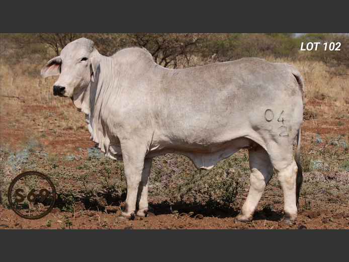 Commercial Animals | S69 BRAHMANE