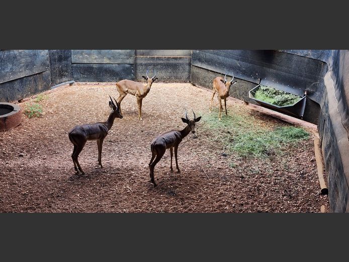 ROOIBOKKE | KUDU RANCH