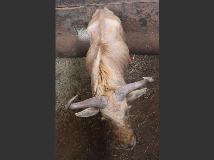 GOLDEN GNU