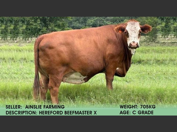 Cow | Hugh Ainslie