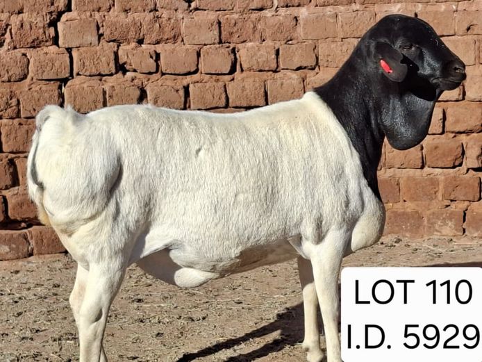 5929 | Francois van Rensburg Farming