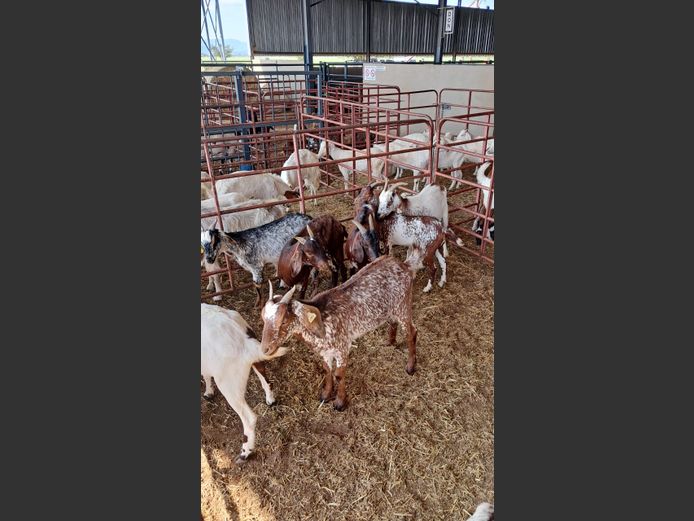 SKILDER BOK | NAZARDI BOERDERY