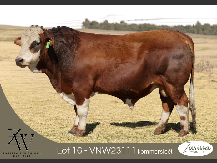 VNW23111 | ZARISSA