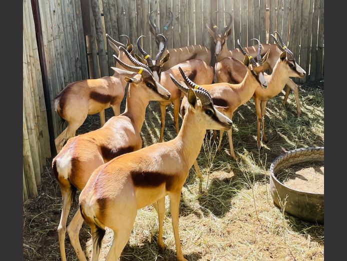 Koper Springbok ram