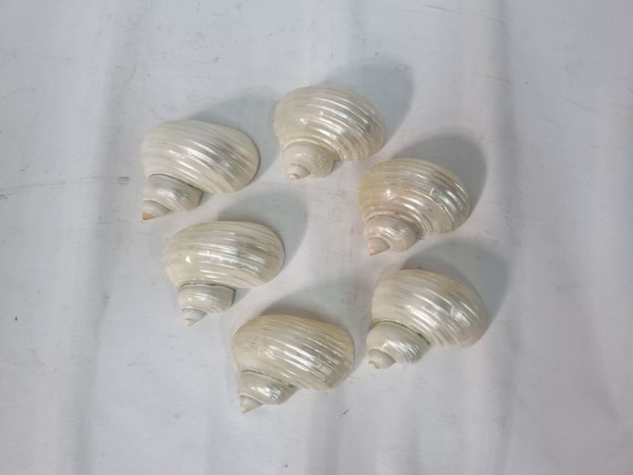 Set of 6 Pearlescent Shell Napkin Rings