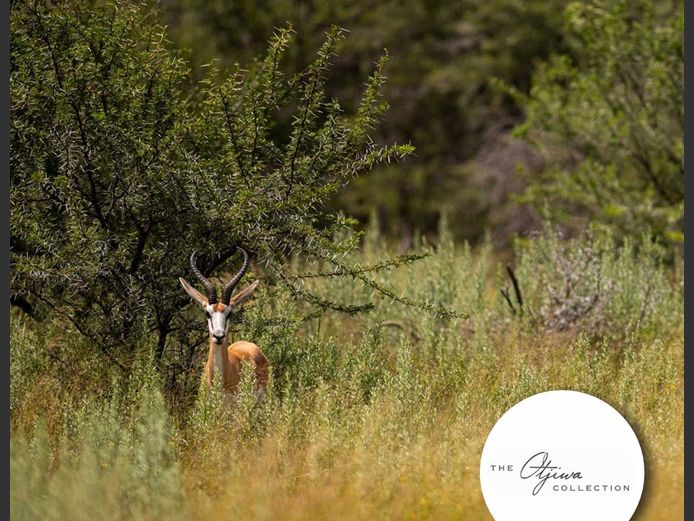 Springbok 12” + Males | WATERBERG PLATO GAME BREEDERS