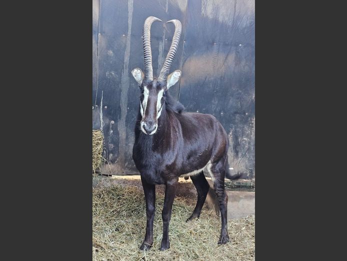 SABLE (no vat) | KOLOBE WILDLIFE