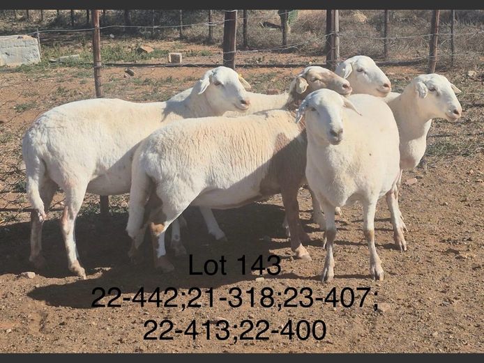 21-318 | DIRK LOTTER