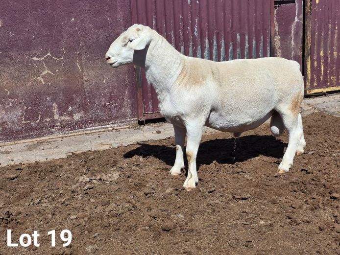 24338 | KASTEEL WITDORPERS