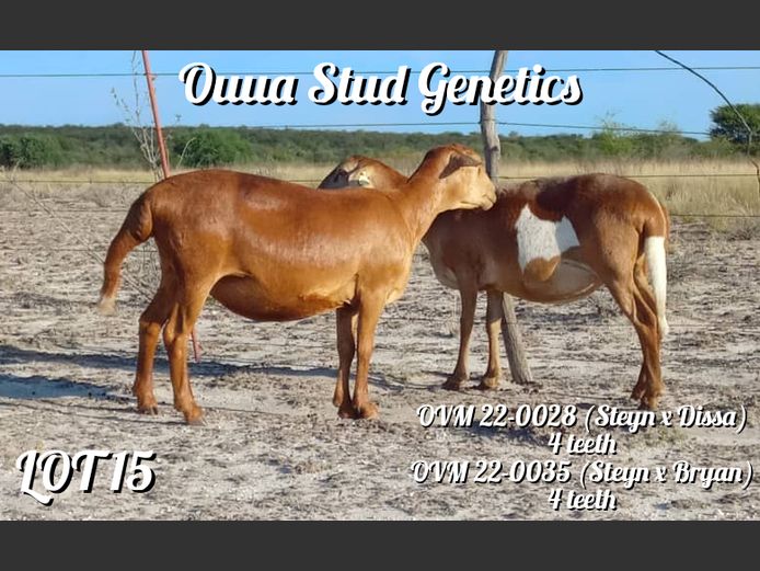 ID:22-0028OVM | ID:22-0035OVM | OUUA STUD GENETICS