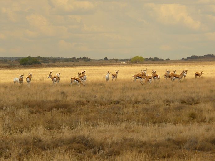 Springbok | Driekoppen Wild (G van Schalkwyk)