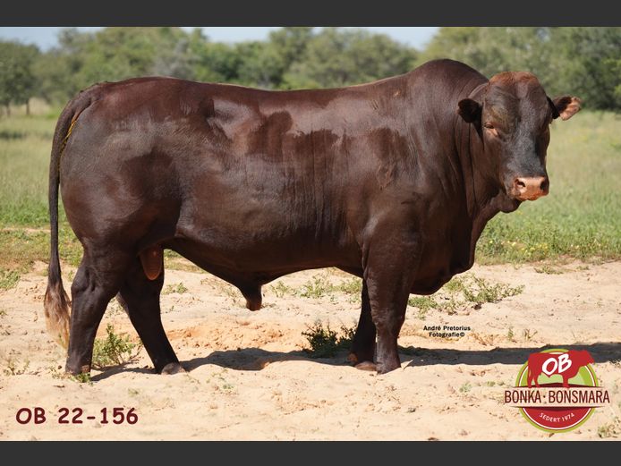 OB  220156 | BONKA BONSMARA (PTY) LTD