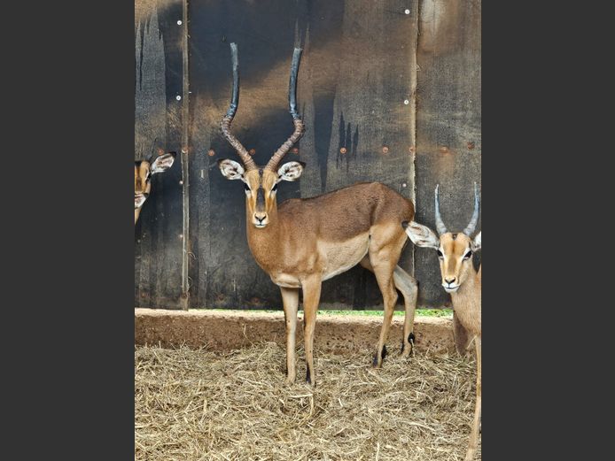 IMPALA | BIG HORN