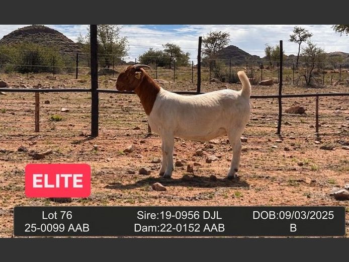 25-0099AAB | AC BOERBOKSTOET