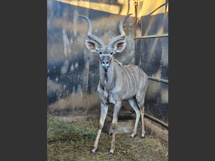 KUDU | KRUISRIVIER