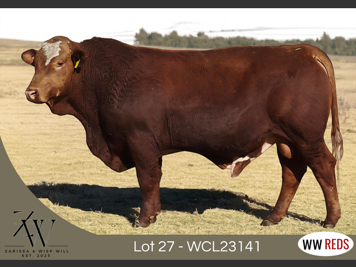 WCL23141 | WISP WILL REDS