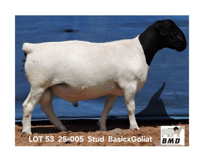 25-005 | BROER MARITZ DORPERS