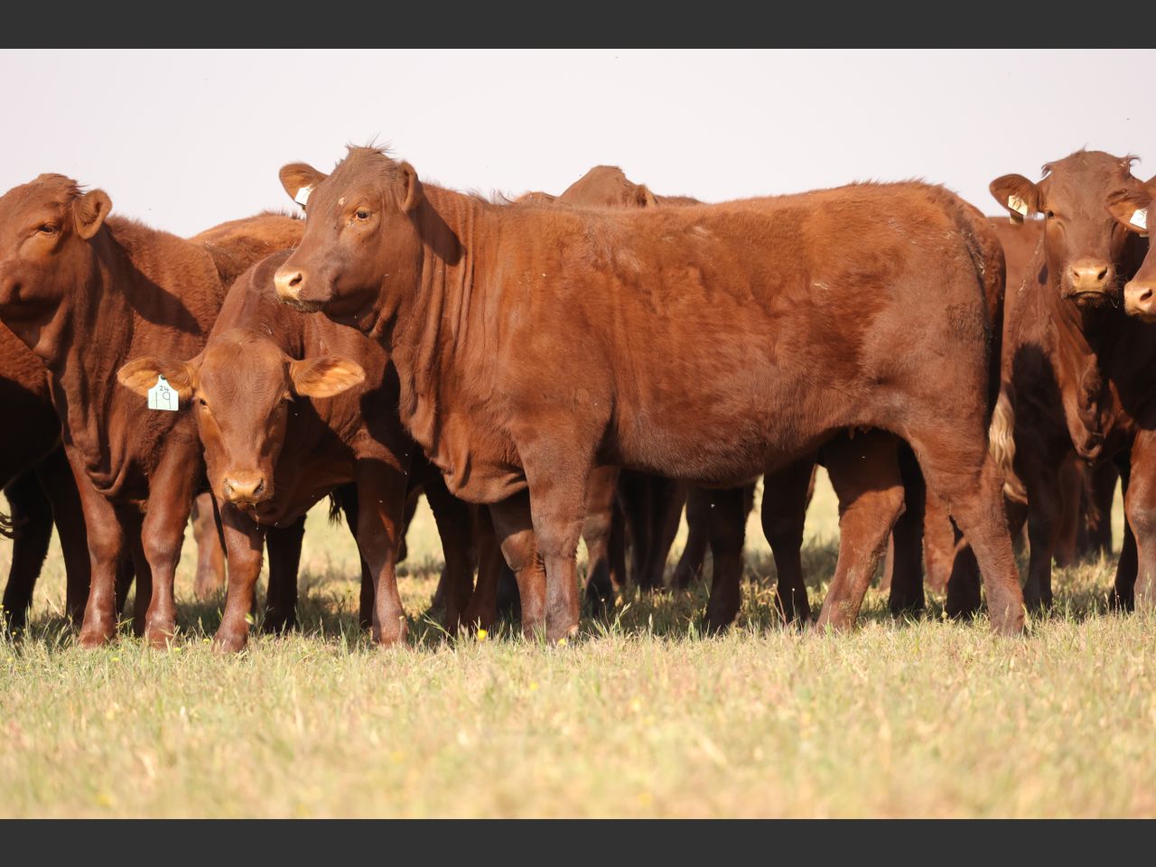 Lot 56 | PRESTIGE AANTEELVEILING | SwiftVEE | South Africa’s Leading ...