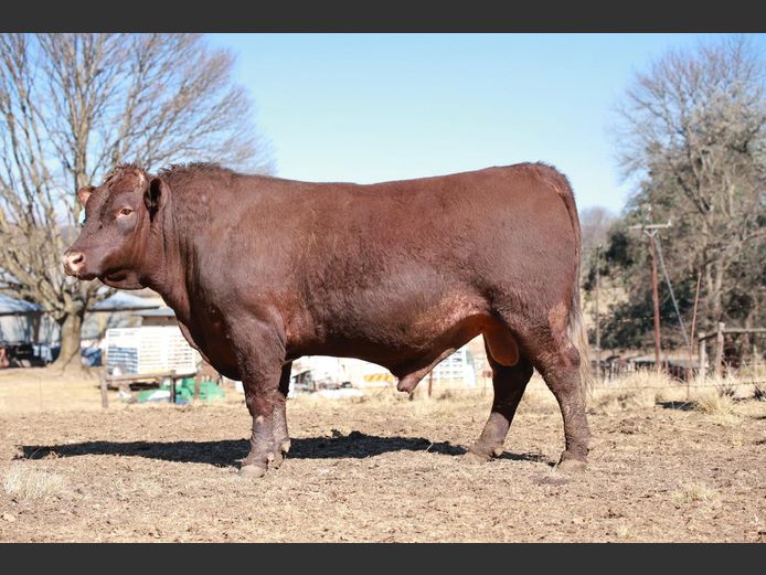 LAM2210 | BULL'S RUN SUSSEX STUD