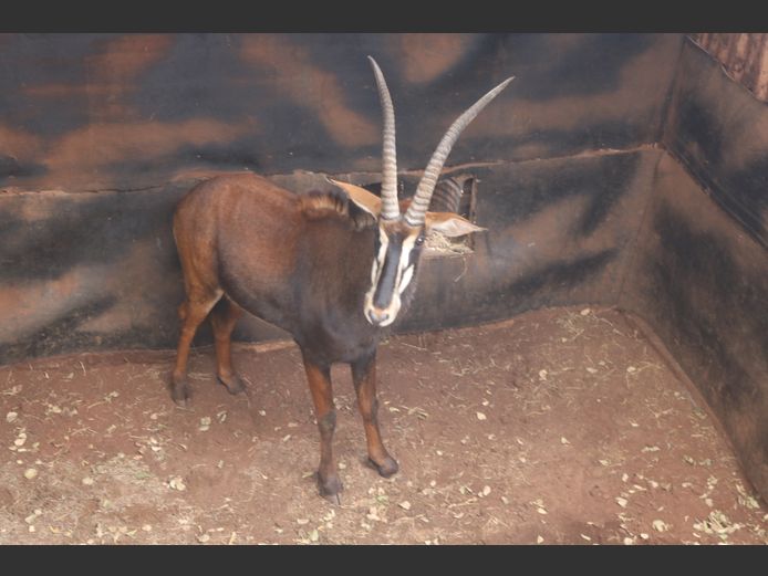 SABLE 33.5"