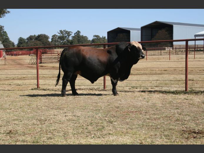 WWL21299C | WP LUBBE