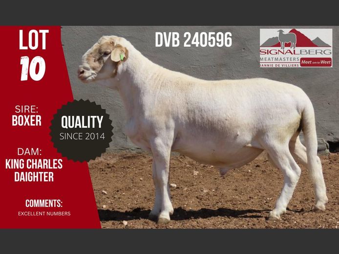 DVB 240596 | SIGNALBERG MEATMASTERS