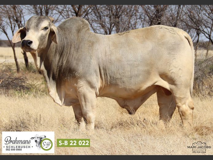 S-B2222 | SCHLEBUSCH BOERDERY BK