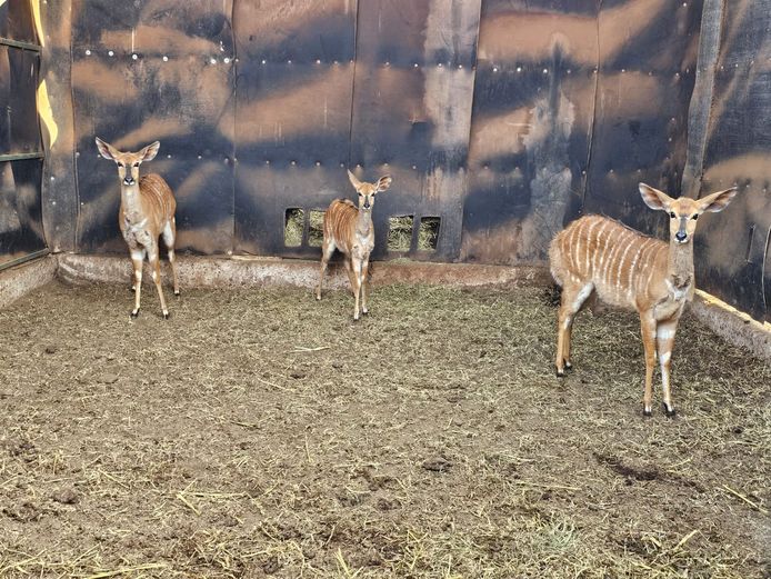 NYALA | BIG HORN