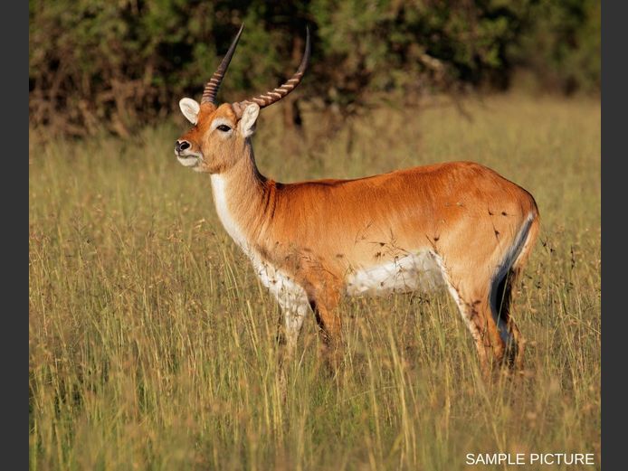 LECHWE | GOLDEN GAME WILDLIFE 