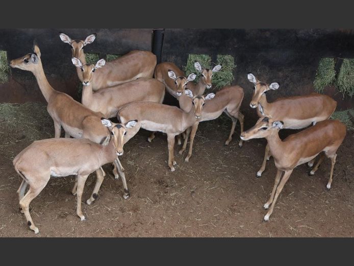 ROOIBOKKE
