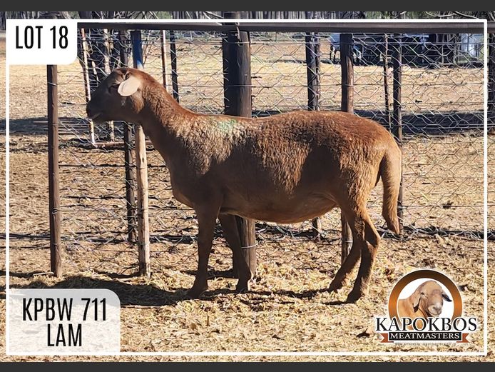 KPBW711 | Kapokbos Meatmasters