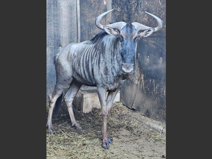 BLUE WILDEBEEST | AYLESHAM TRUST