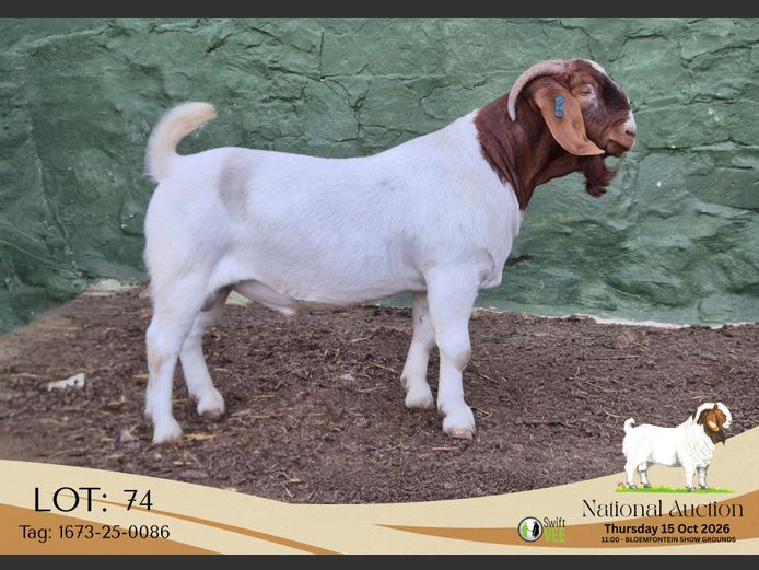 1673-25-0086 | Tekoa Stoet
