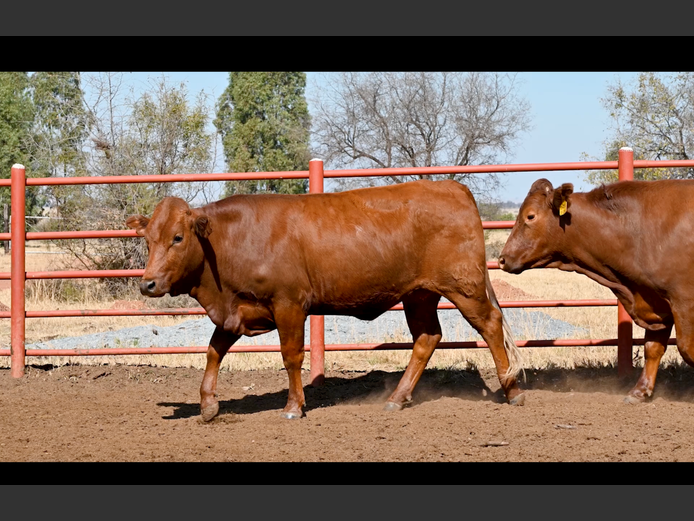 Commercial Animals | GOSSAYN BROS