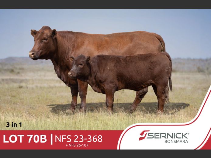 NFS 230368 Pp(c) | SERNICK BONSMARA STOET
