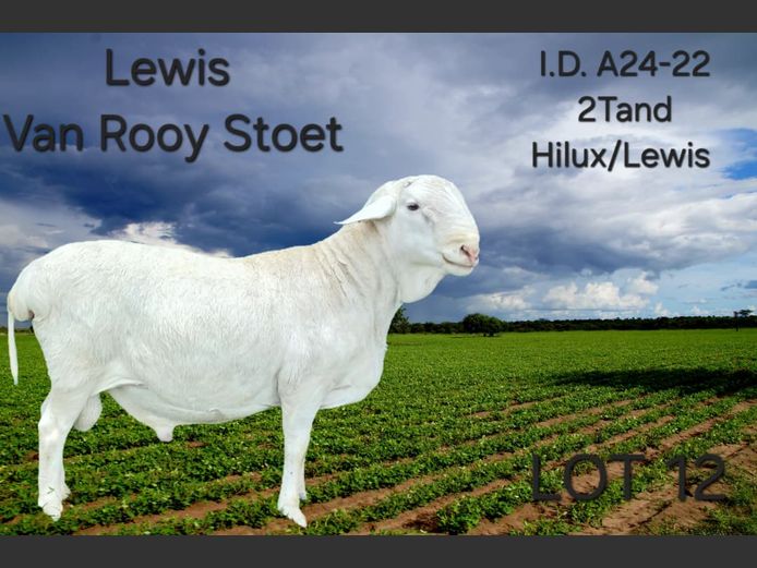 A24-22 | LEWIS VAN ROOY STUD