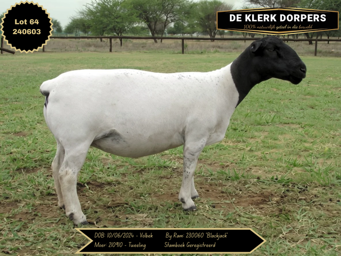 240603 | DE KLERK DORPERS