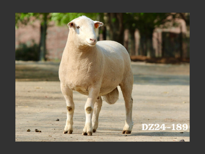 DZ 240189 | 2 STEYNS BOERDERY