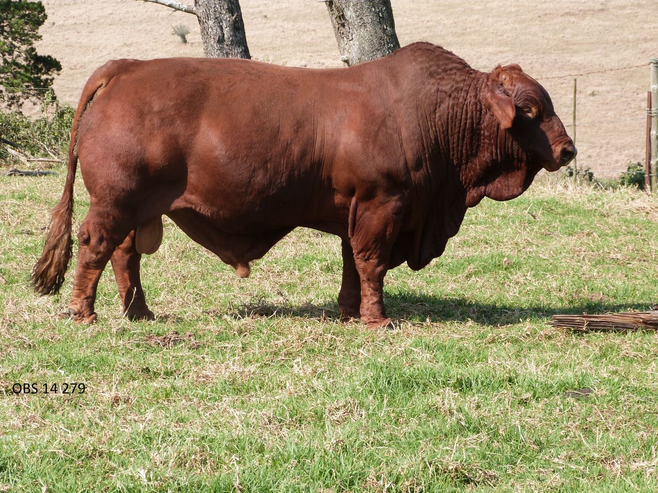 Lot 43A | 26STE NASIONALE BEEFMASTER VEILING | SwiftVEE | South Africa ...