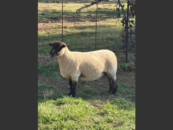 371 230051 | DRAVLEIS SUFFOLK