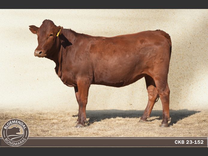 CKB230152 | CHRIS KRUGELL BLOEMENDAL