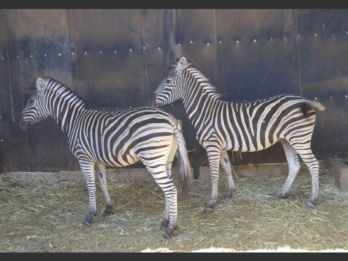 Zebra | Matlabas Wild