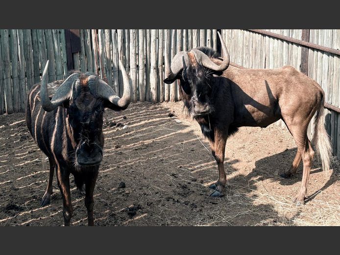 Swart Wildebees Jagbulle