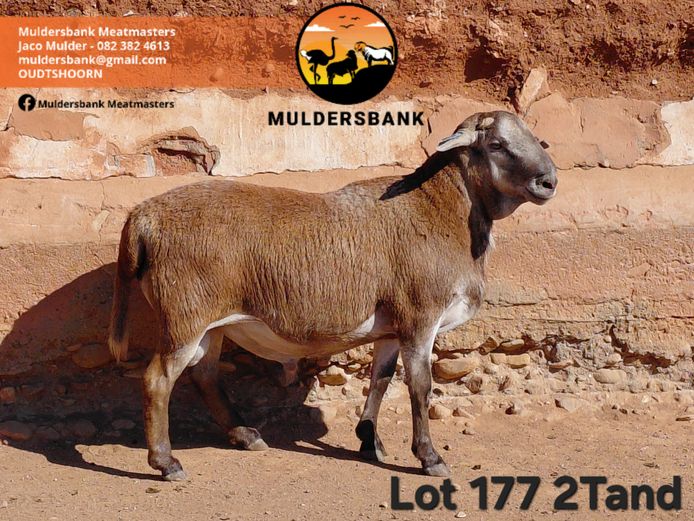 24-66 | MULDERSBANK MEATMASTERS