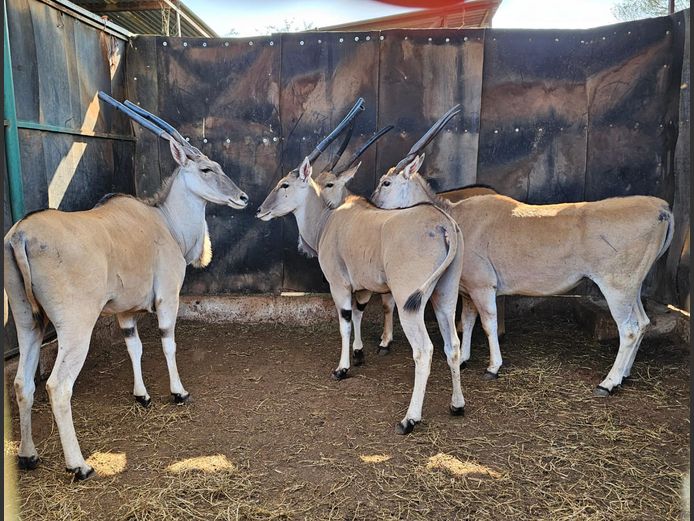 ELAND | MOUNT STUART BOERDERY