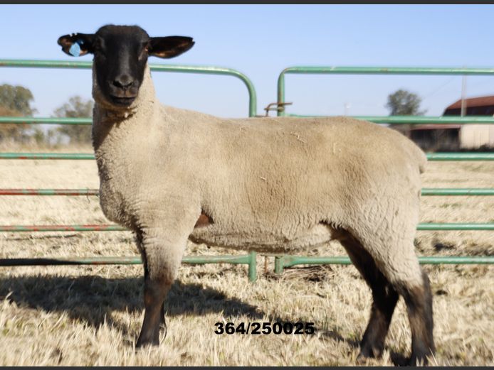 364250025 | TRIO BOERDERY