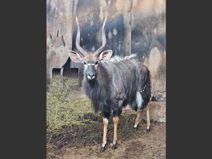 NYALA | CLIVIAS4AFRICA