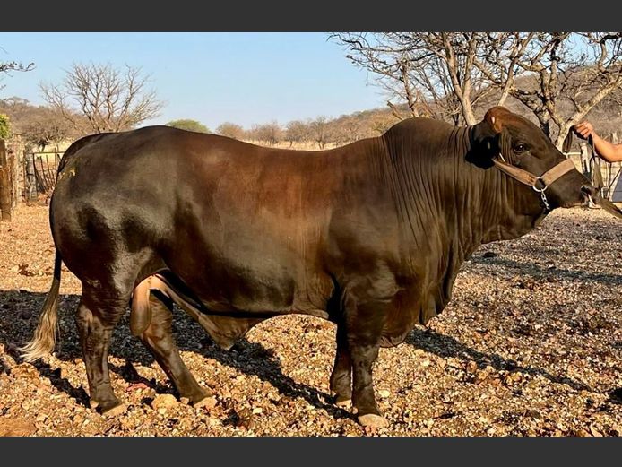 DP2166 | TZOBAAS SIMBRA