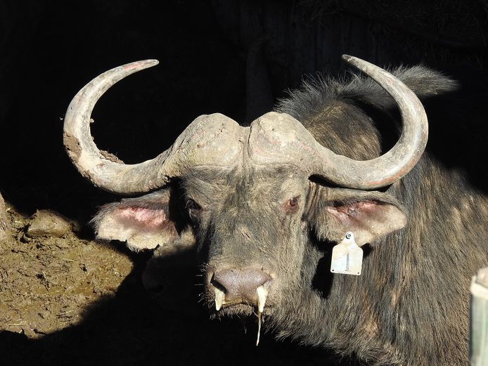 Buffalo | SANParks - Mountain Zebra National Park